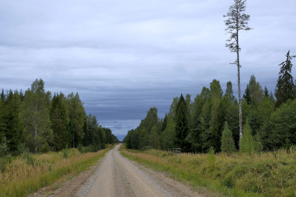 Meža ainava, apmākušās debesis Meža ainava, apmākušās debesis