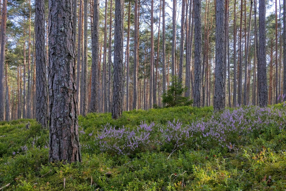 Priežu mežs ar ziedošu viršu un zaļu pamežu Priežu mežs ar ziedošu viršu un zaļu pamežu