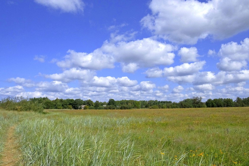 Summer meadow with tall grass and cumulus clouds