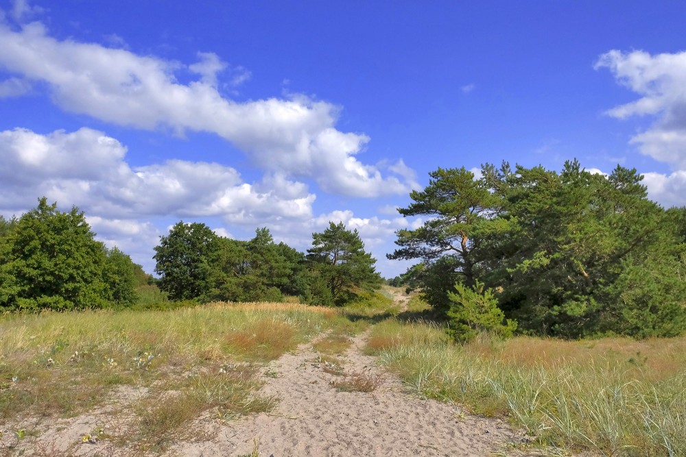 Sandy path through pine forest and dune landscape