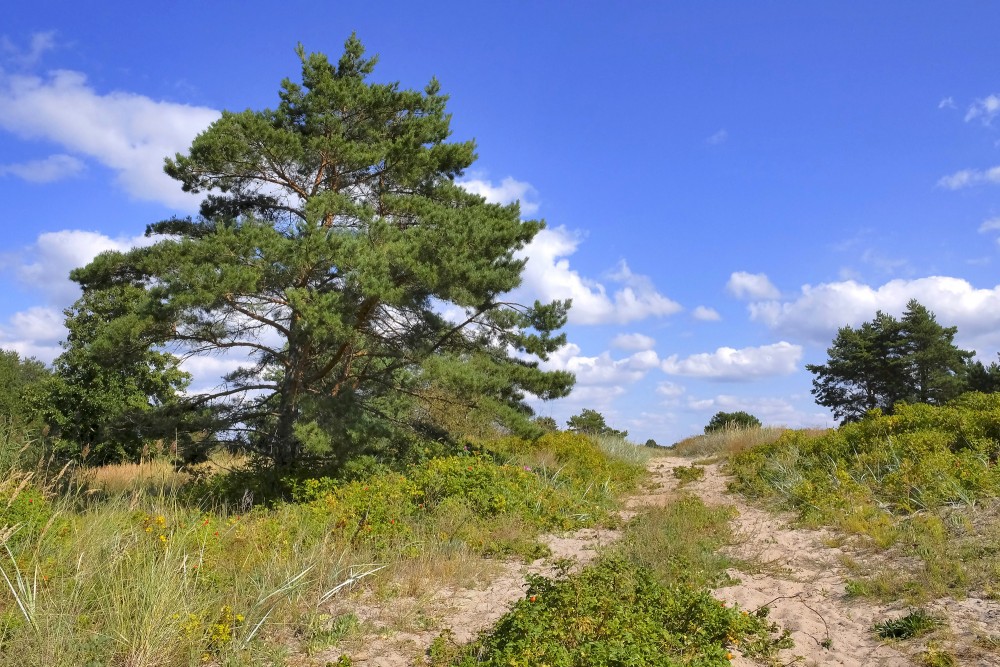 Pine tree by a dune path with wild rose bushes