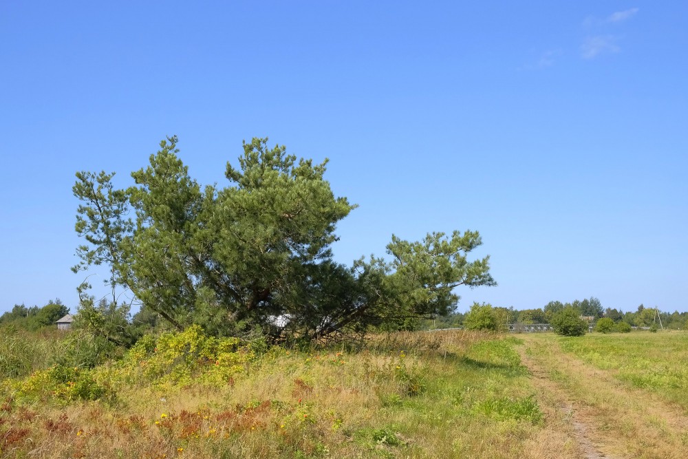 Lone pine tree in a meadow under clear summer sky