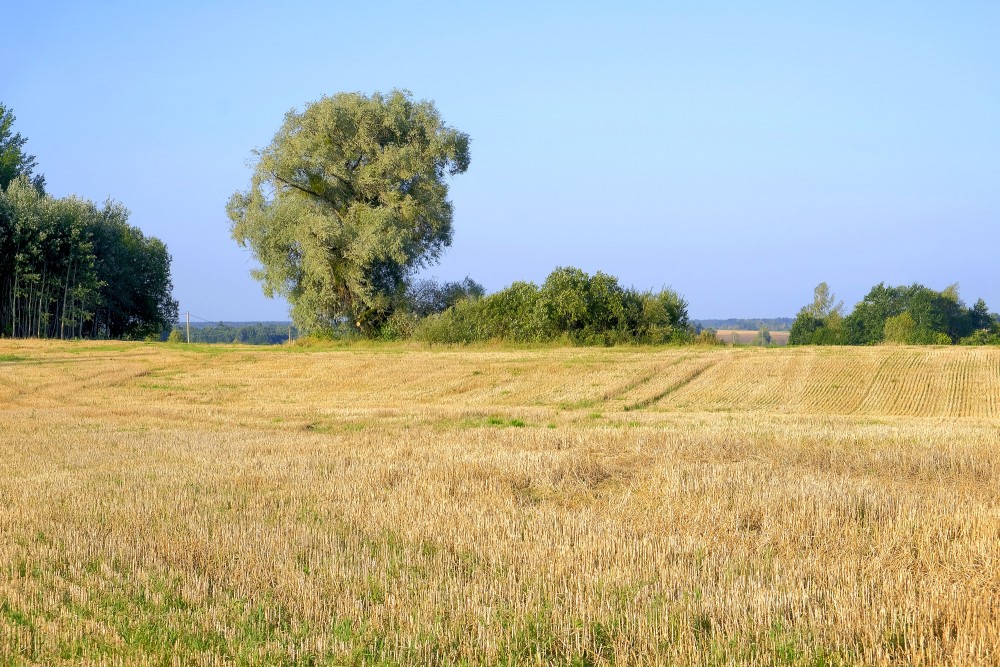 Harvested grain field with a large tree in the background