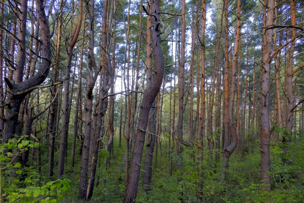 Pine Forest close to the Sea