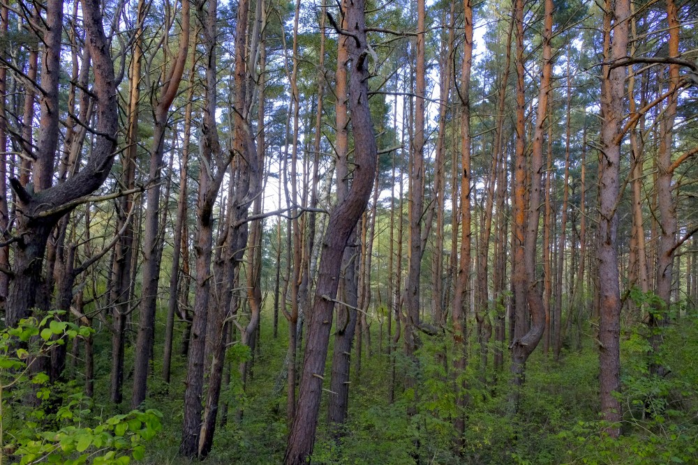 Pine Forest close to the Sea