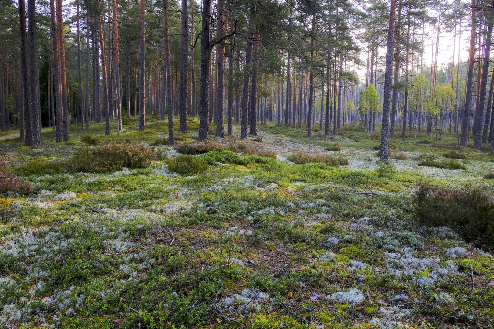 Pine Forest Landscape