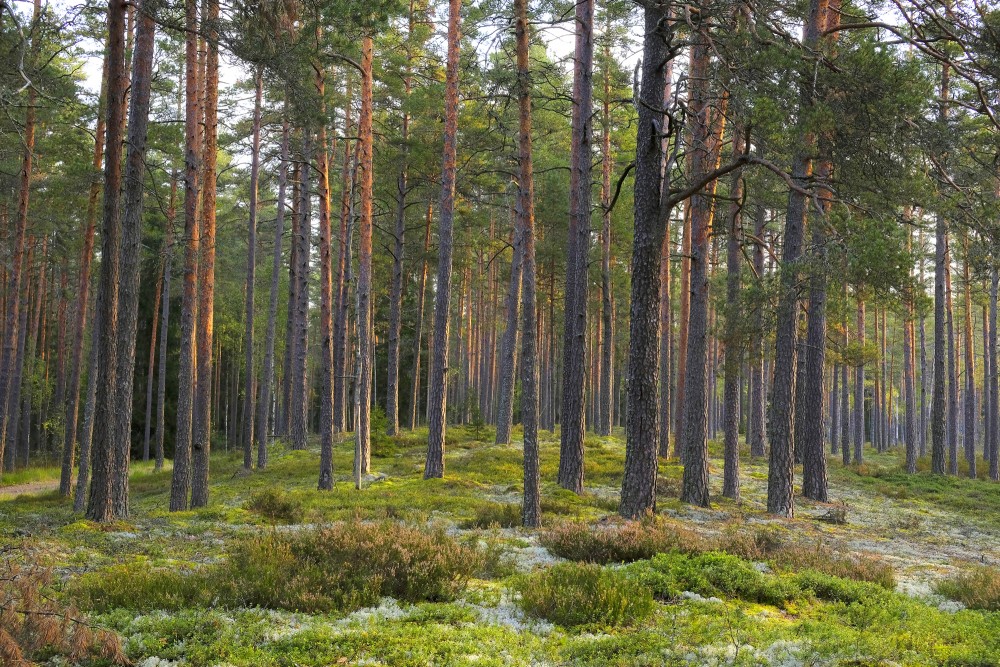 Pine Forest Autumn Landscape