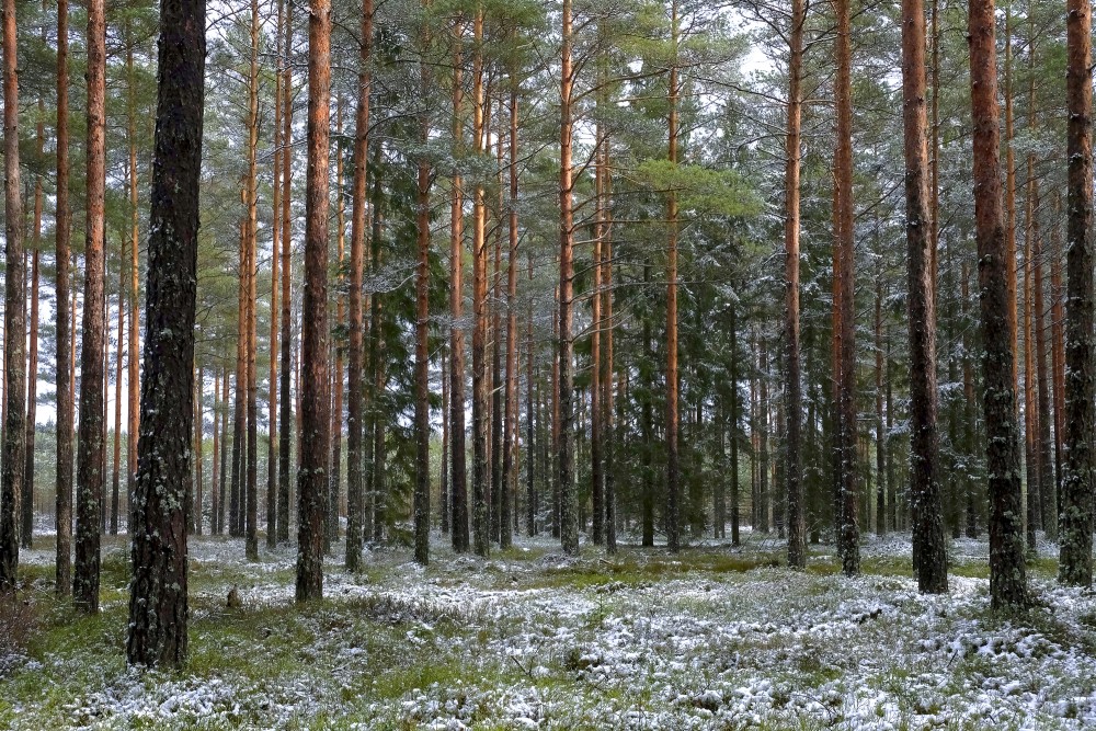 Pine Forest in Winter