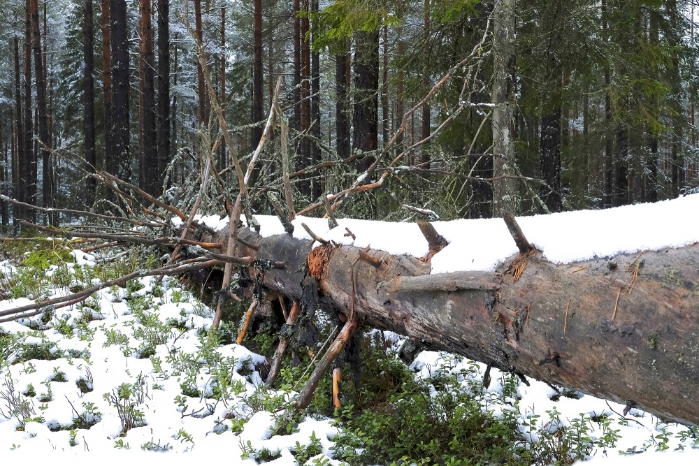 Nokritis, nokaltis koka stumbrs mežā