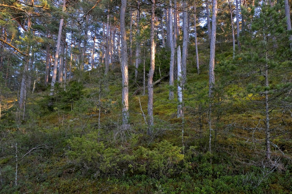 Priedes kāpu zonā