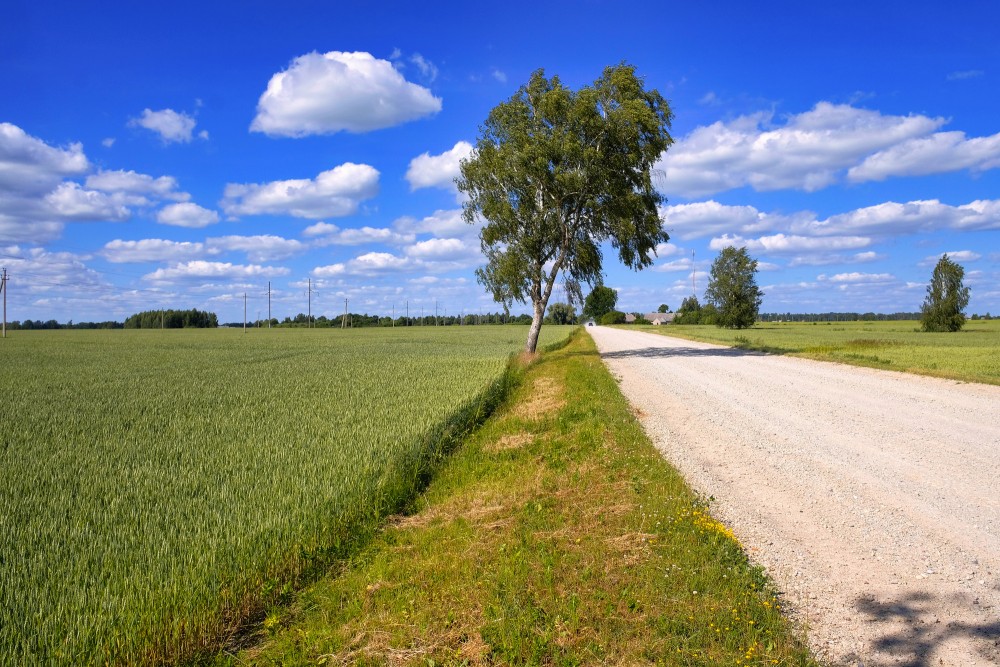 Gravel country road along green cereal field and birch tree under blue sky