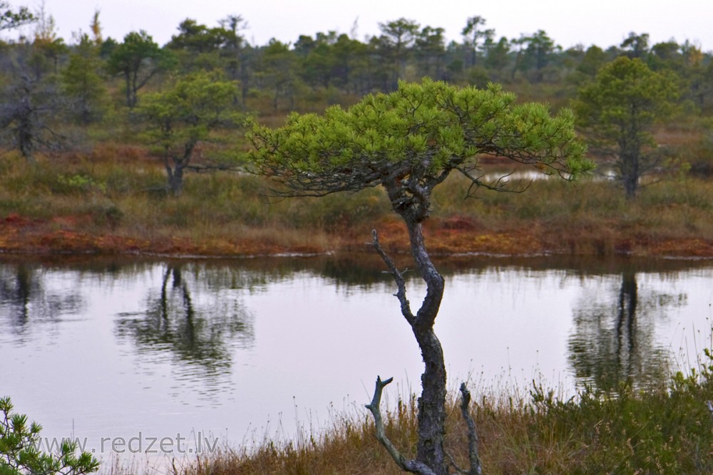 Great Ķemeri Bog Landscape