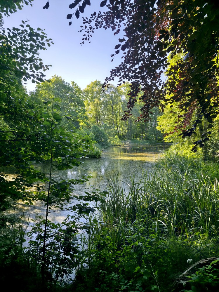 Pond in Cīrava village