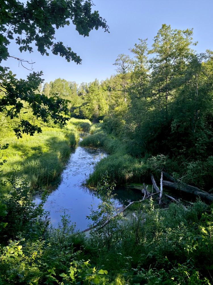 Durbe River near Cīrava Forest Park