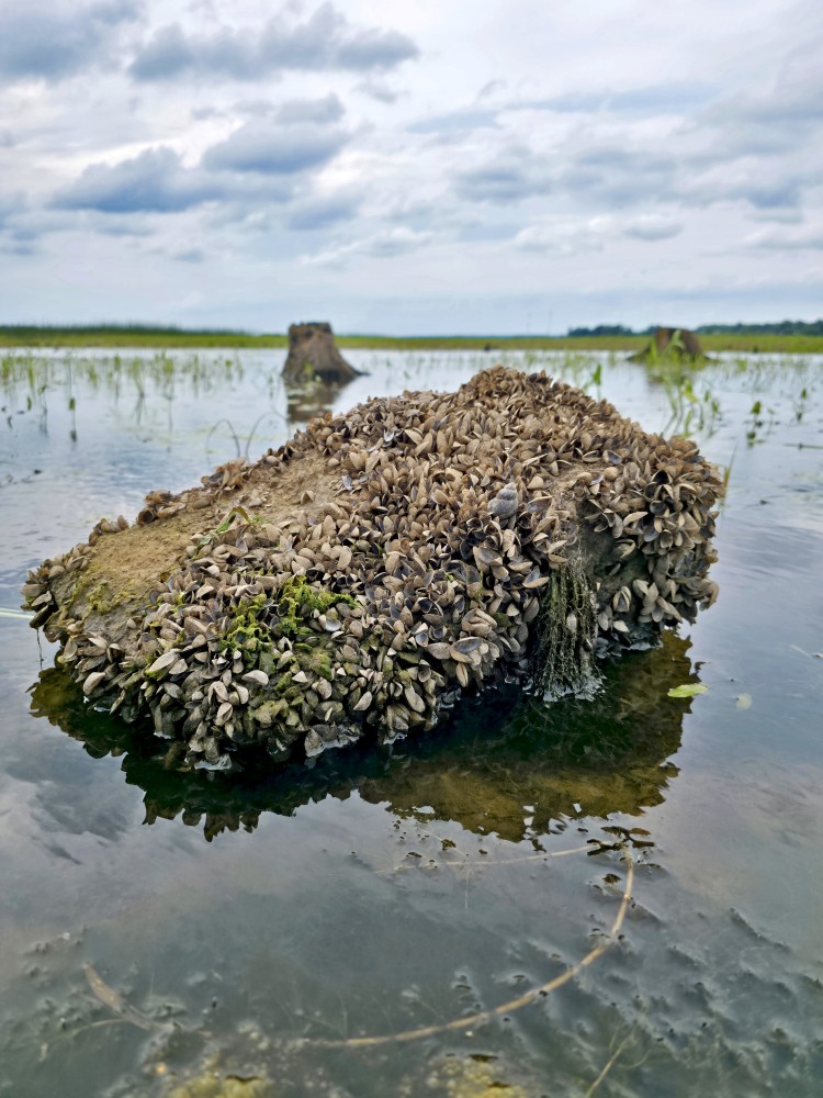 Rock with mussel shells in shallow lake water