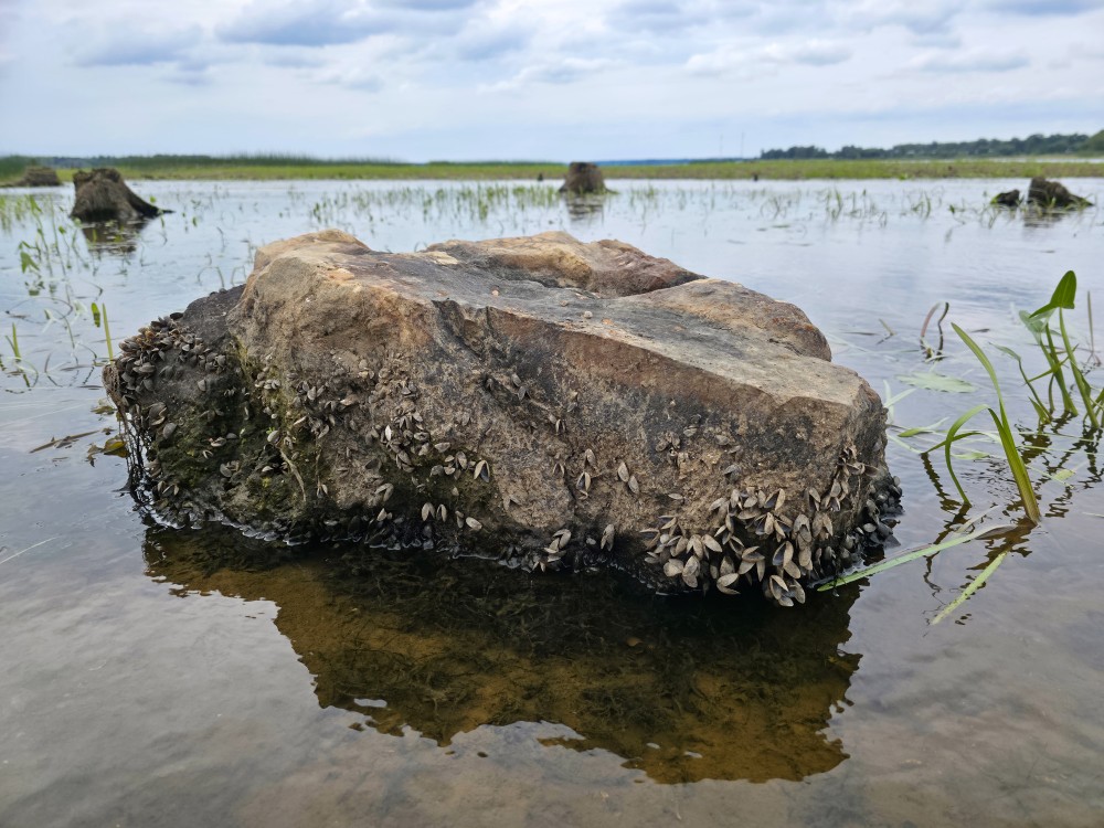 Akmens ar gliemežvākiem Daugavas nolaistajā gultnē pie Ikšķiles