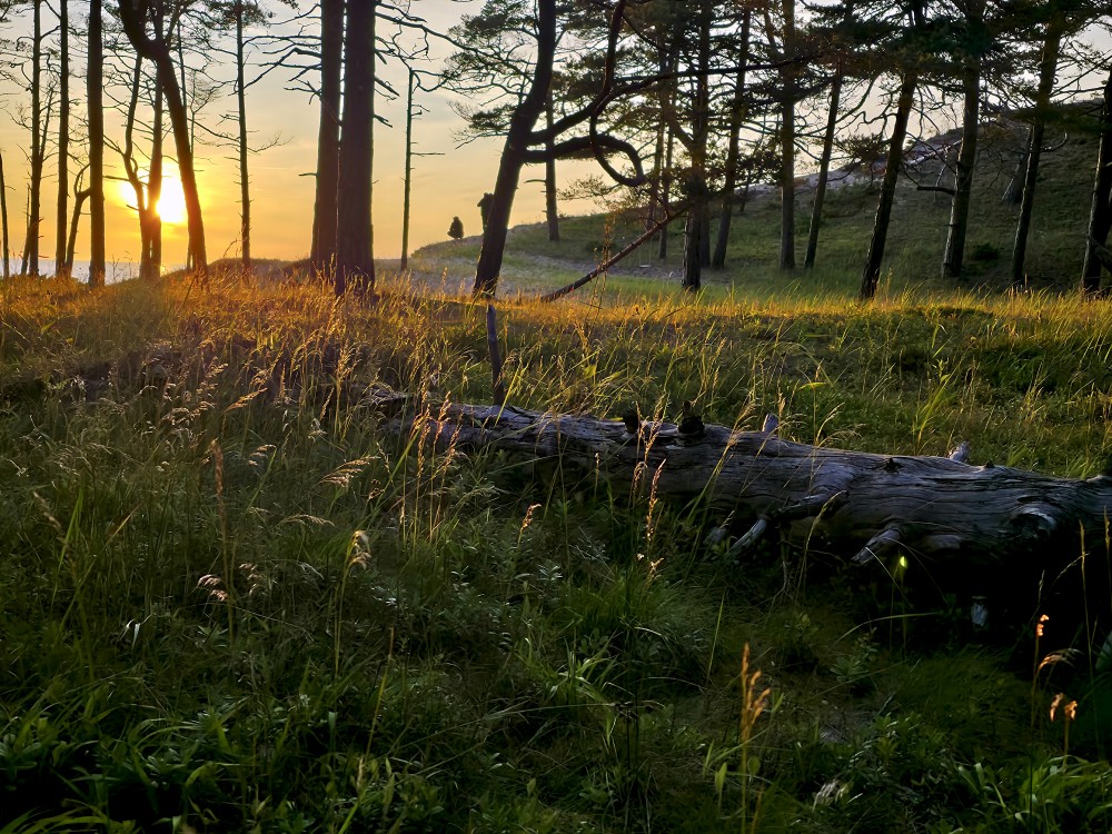 Priežu mežs pie jūras saulrietā