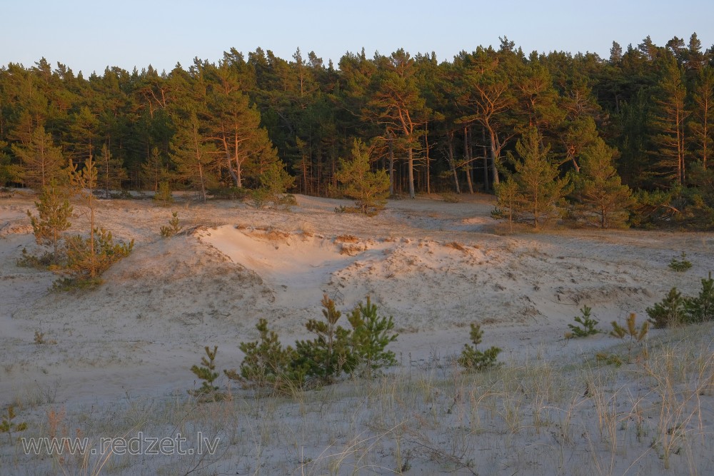 The Pine Forest behind the Dunes