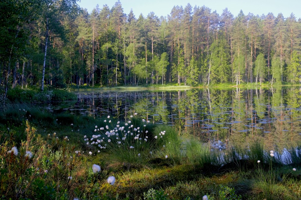 Lejas Lake Landscape