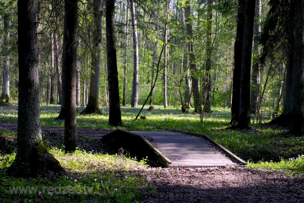 Footbridge in Langervalde Forest