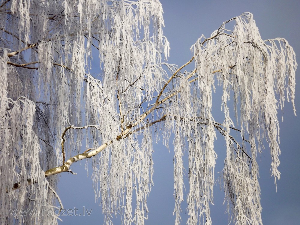 Frost Covered Trees