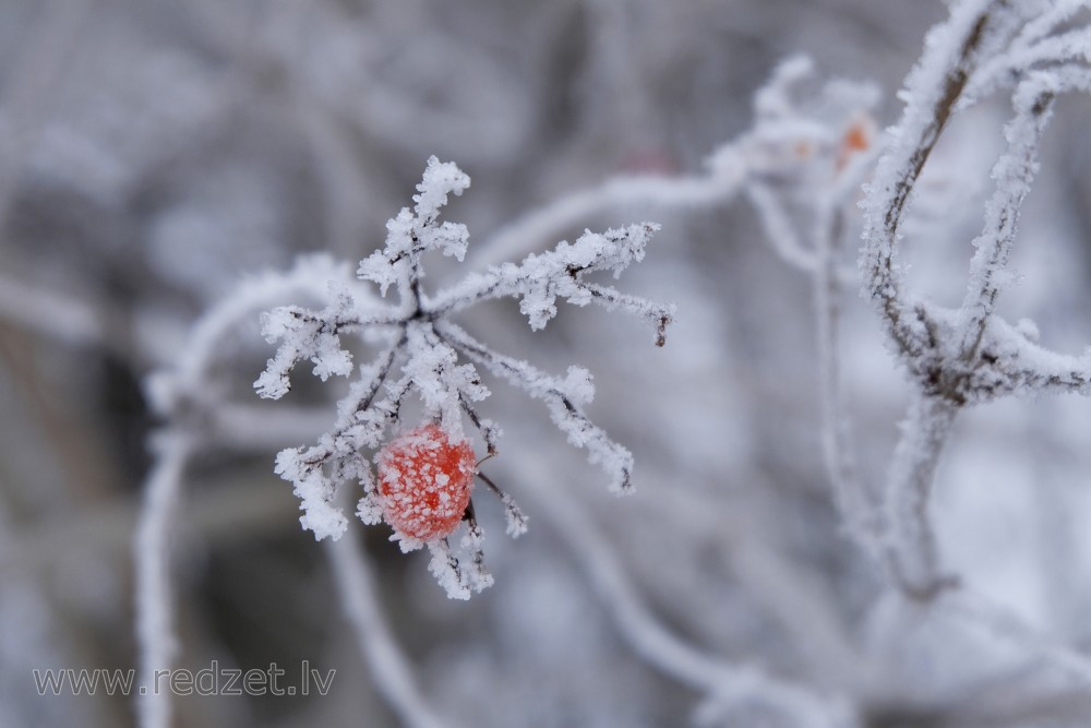 Frost on Plucked Guelder Rose Fruit Bunch