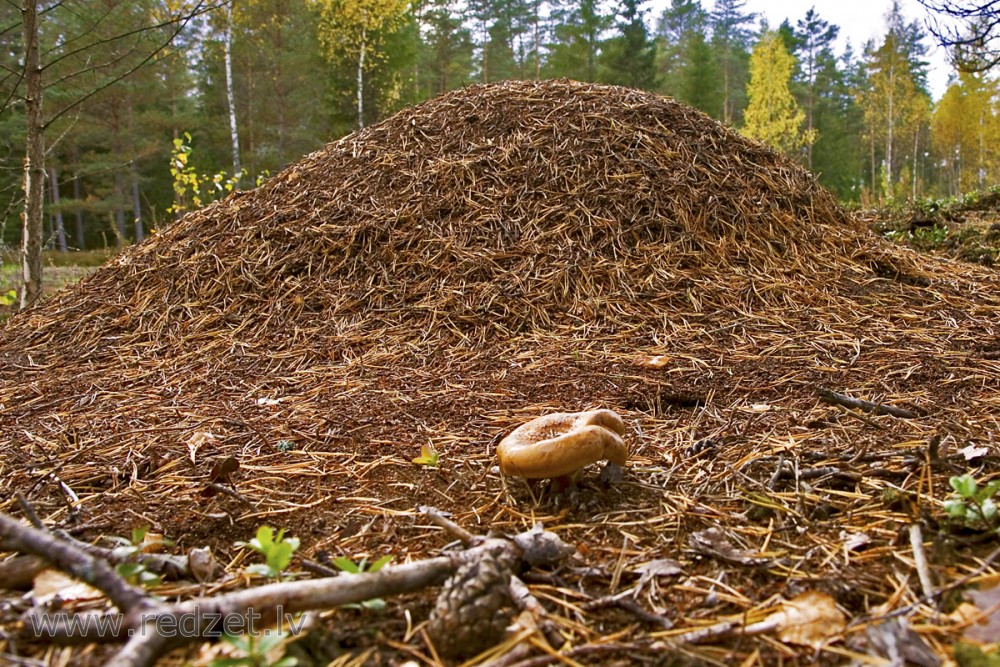 Anthill in the Forest