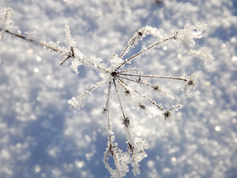 Apsarmojis zāles stiebrs