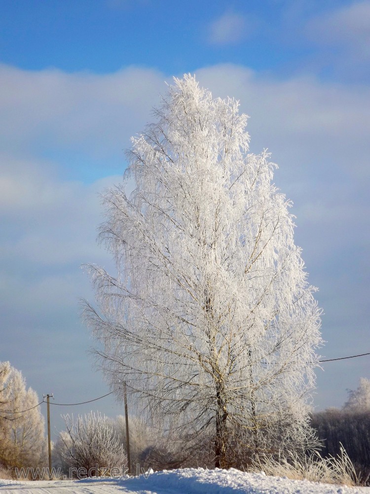 Ainava ar apsarmojušu bērzu