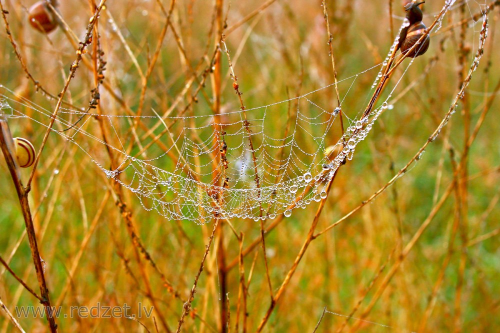 Dew on a Spider Web