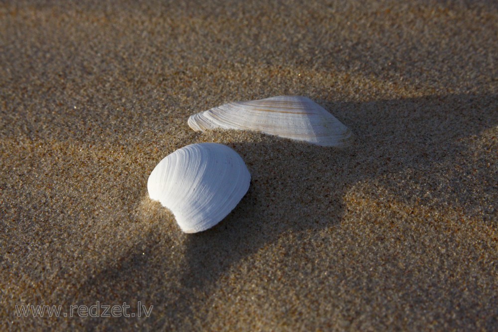 Shells in sand