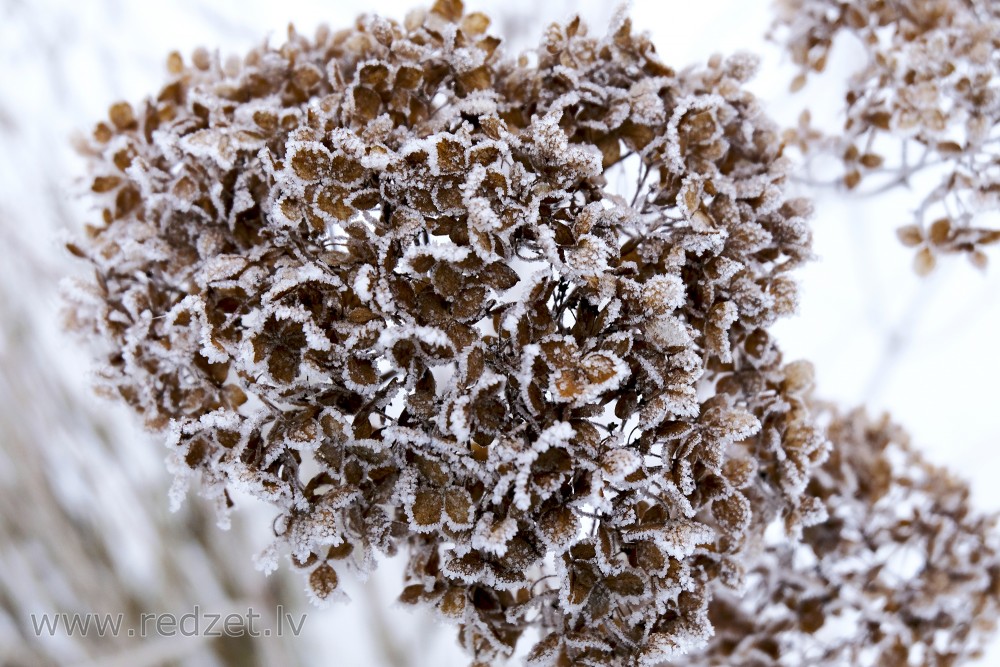 Frosted Hydrangea Flower Cluster
