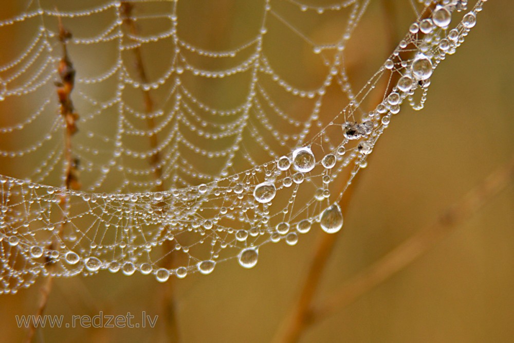 Dew on a Spider Web