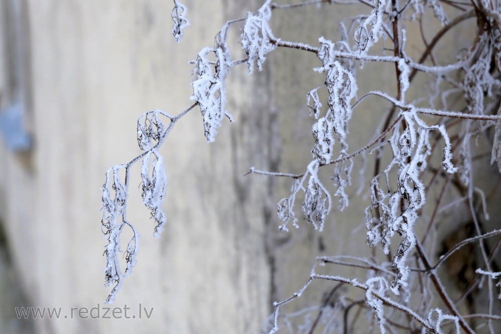 Frosted Common Hop Branch