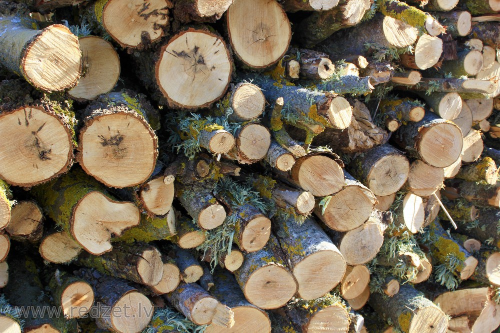 Woodpile