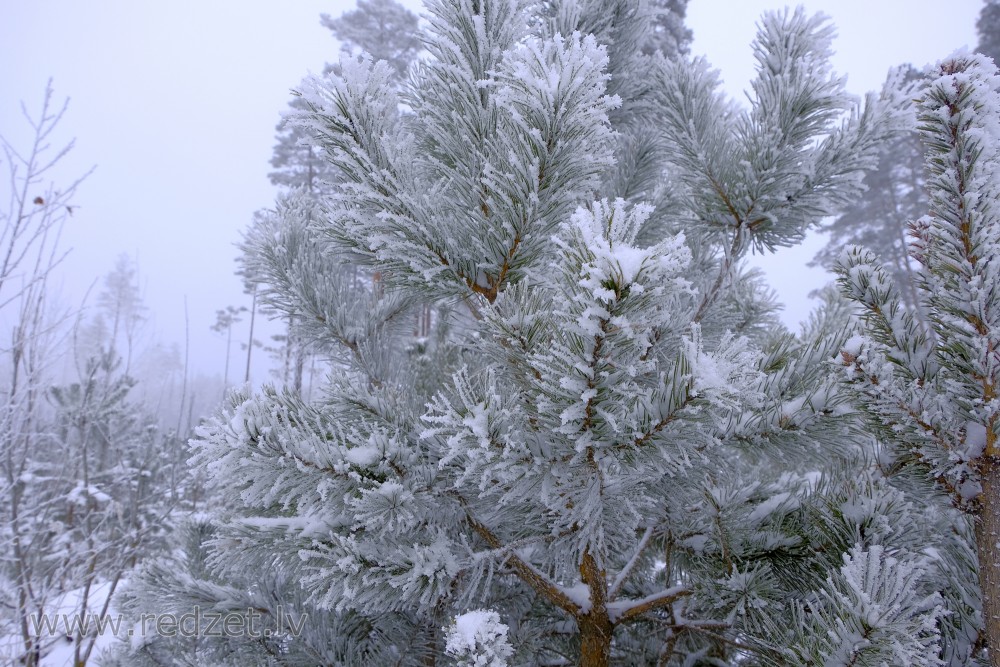  Snowy Pine Branch