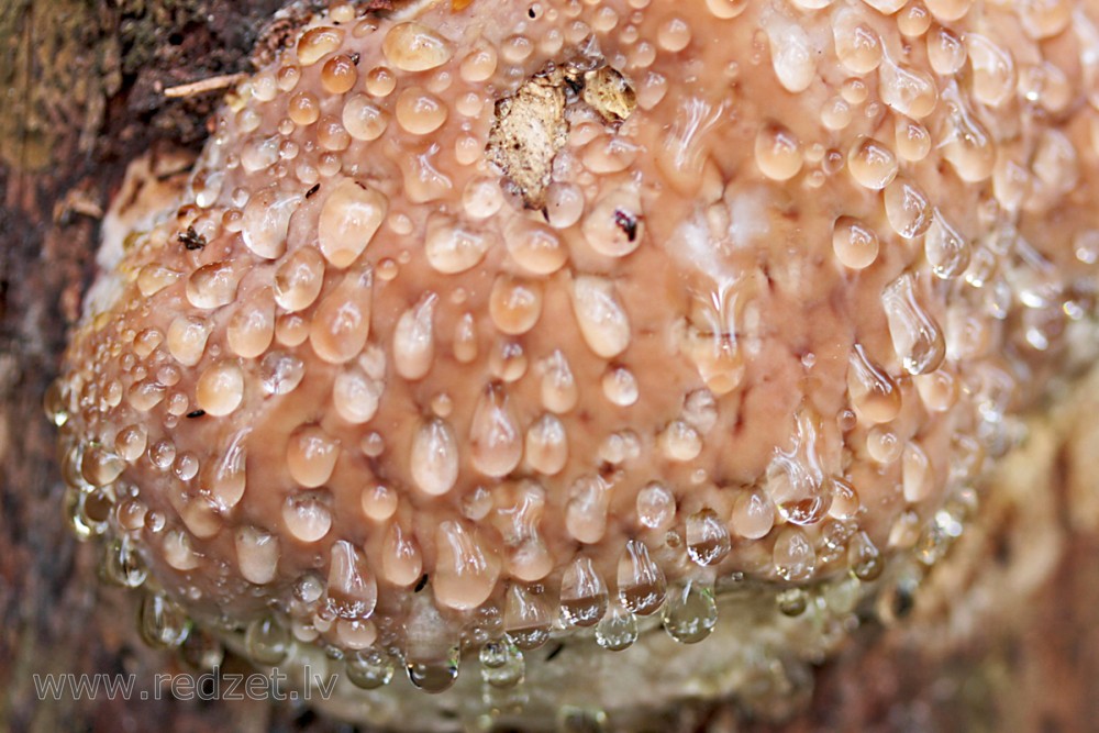 Asarojoša jauna apmalpiepe