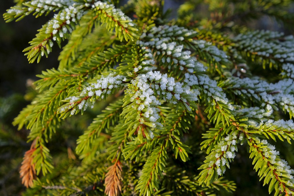 Frost on Fir Tree Branches
