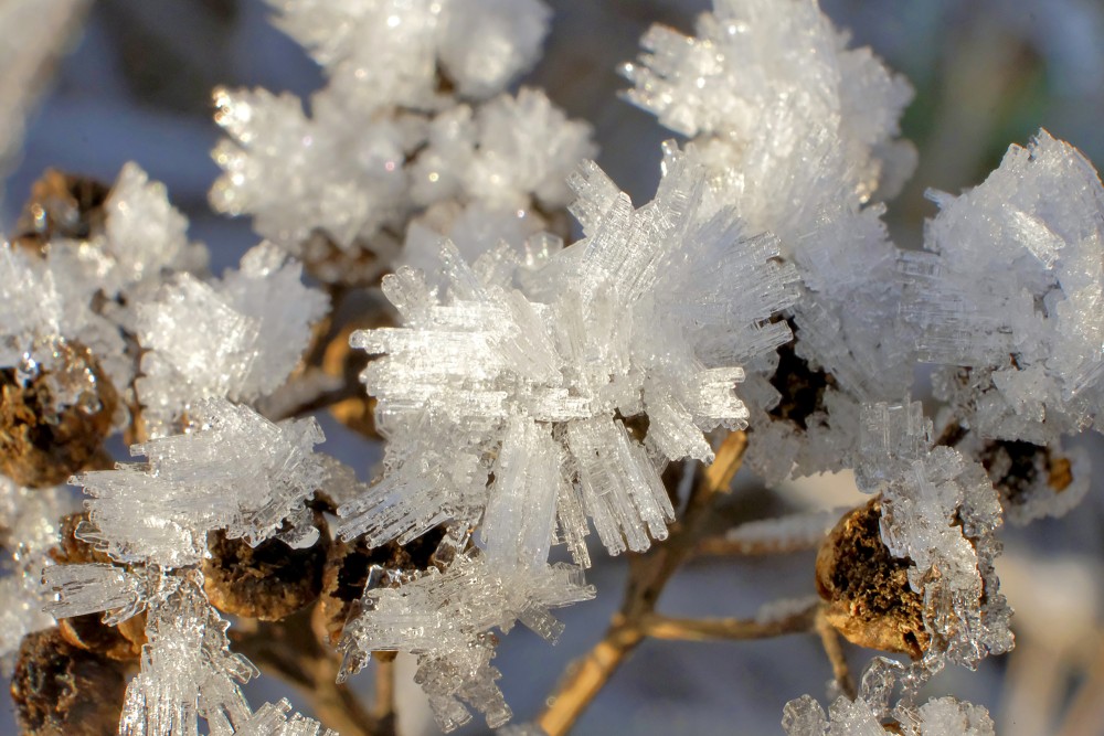 Frozen Grass