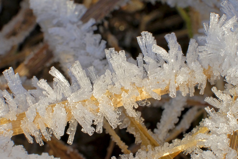 Frozen Grass