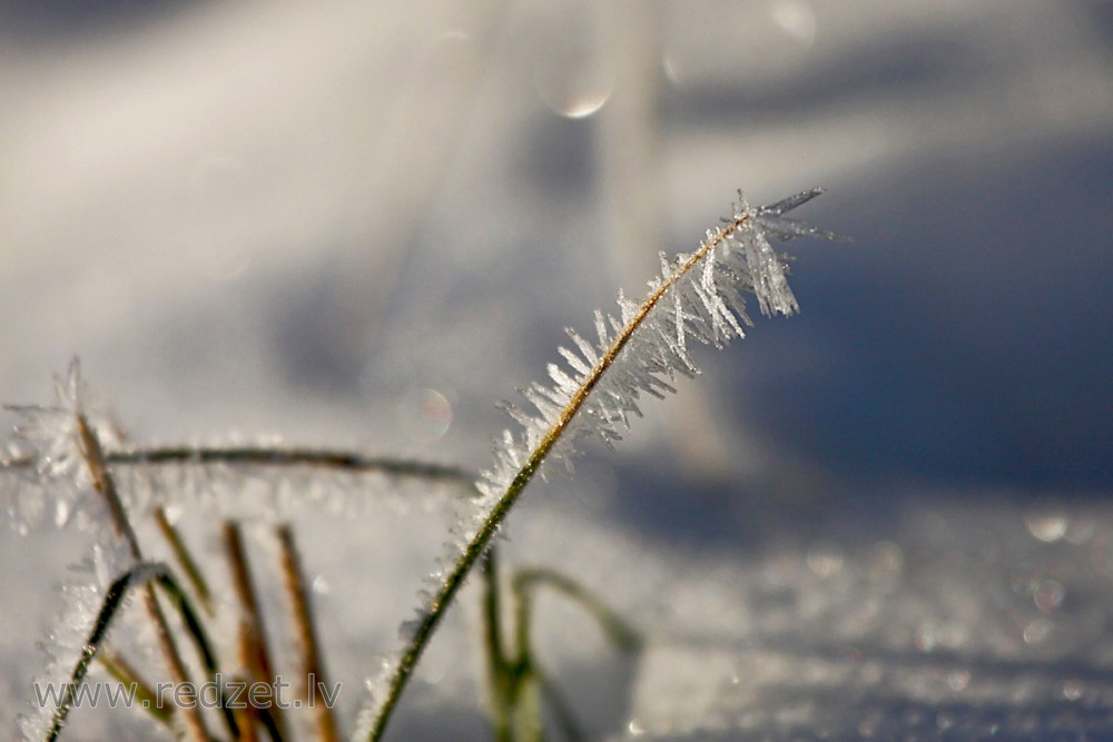 Sarma uz zāles stiebra