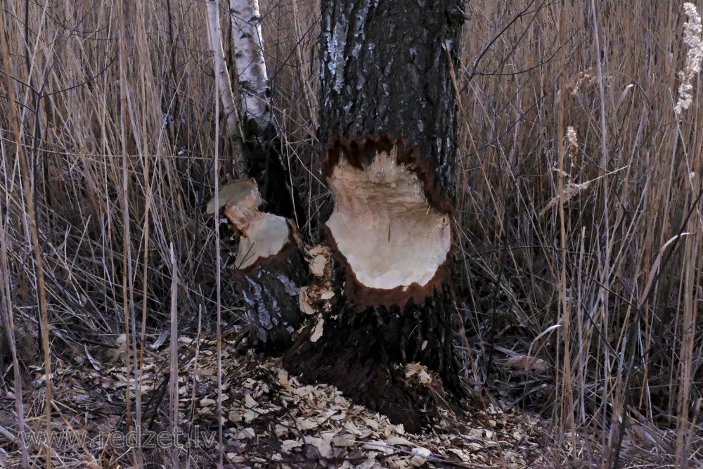 Beaver's Mischief 