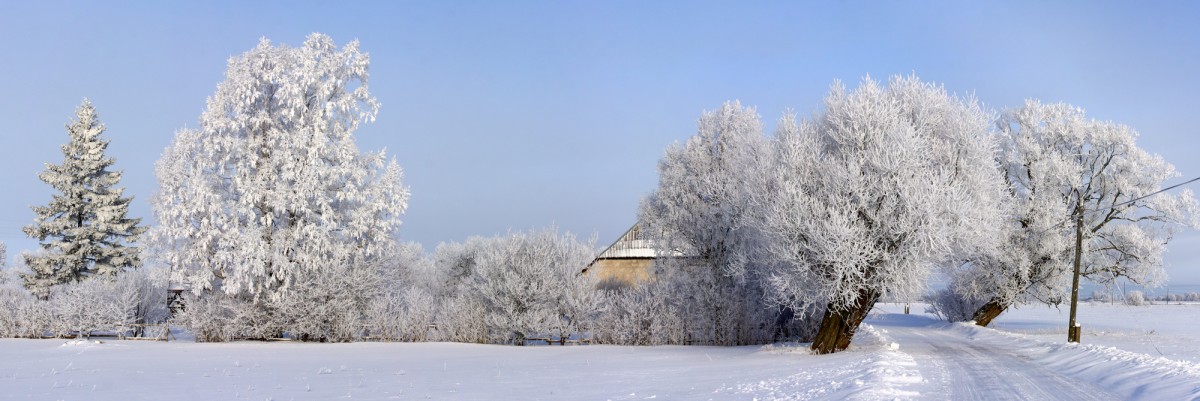Visi koki apsarmojuši Visi koki apsarmojuši