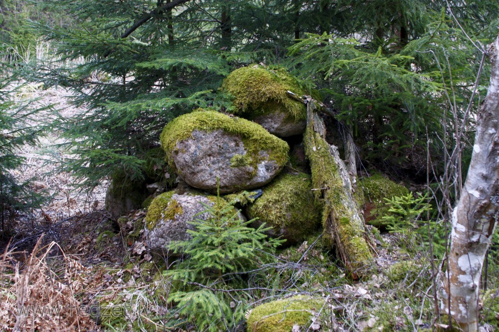 Moss on stones