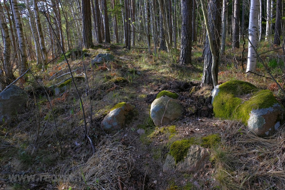 Stones in the Forest
