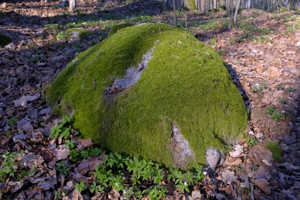 Ar sūnām apaudzis akmens