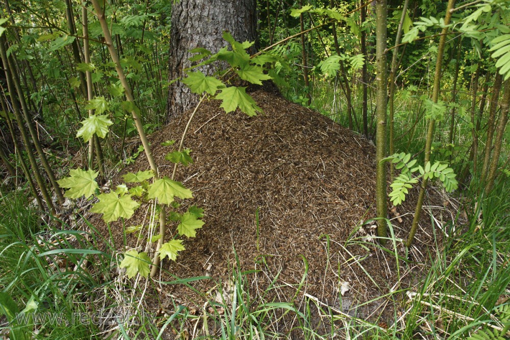 Anthill