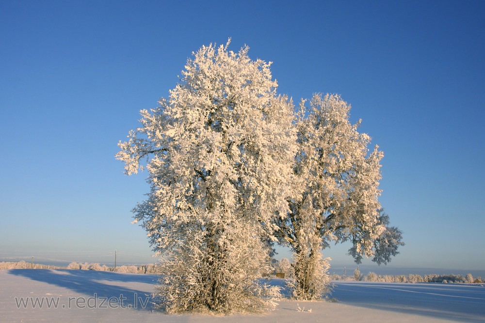 Ainava ar apsarmojušiem kokiem