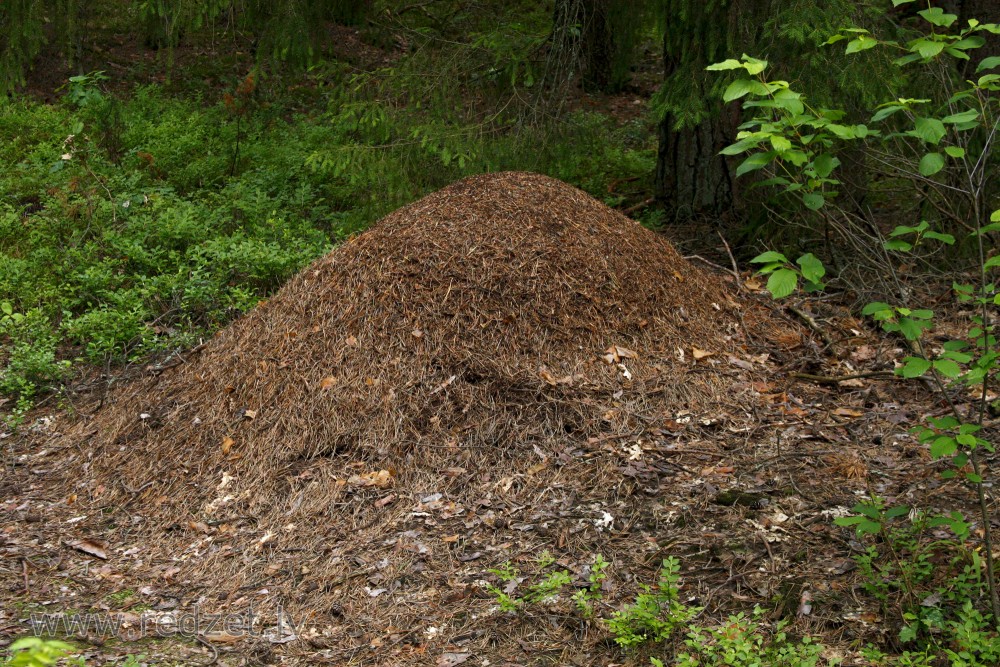 Anthill in the Forest