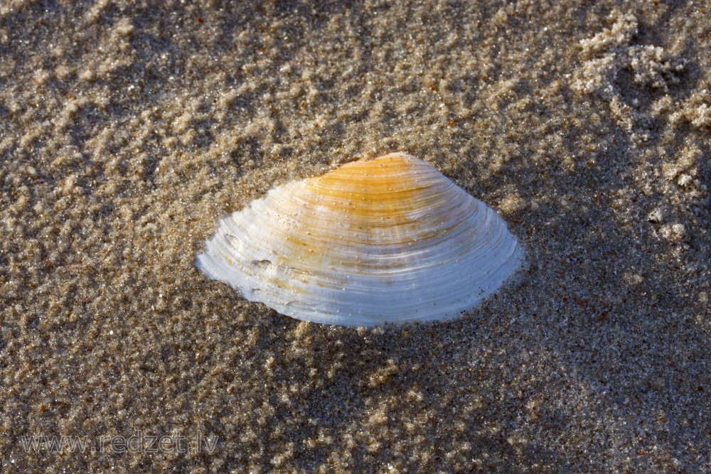 Shell